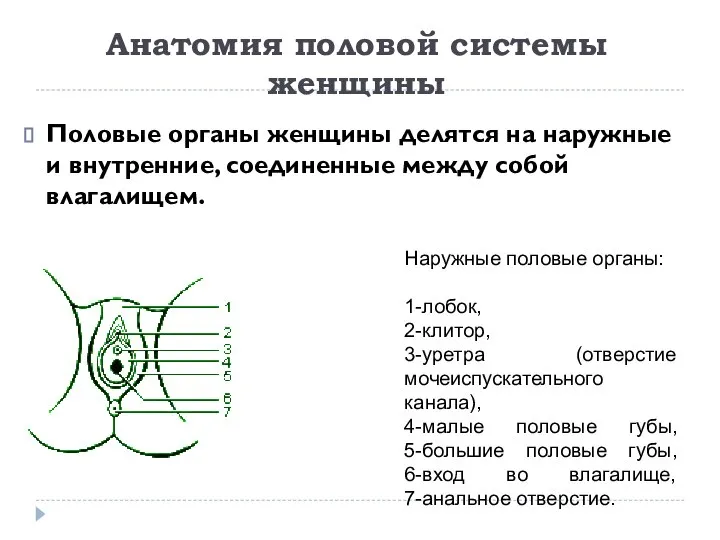 Анатомия половой системы женщины Половые органы женщины делятся на наружные и внутренние, соединенные между собой влагалищем.