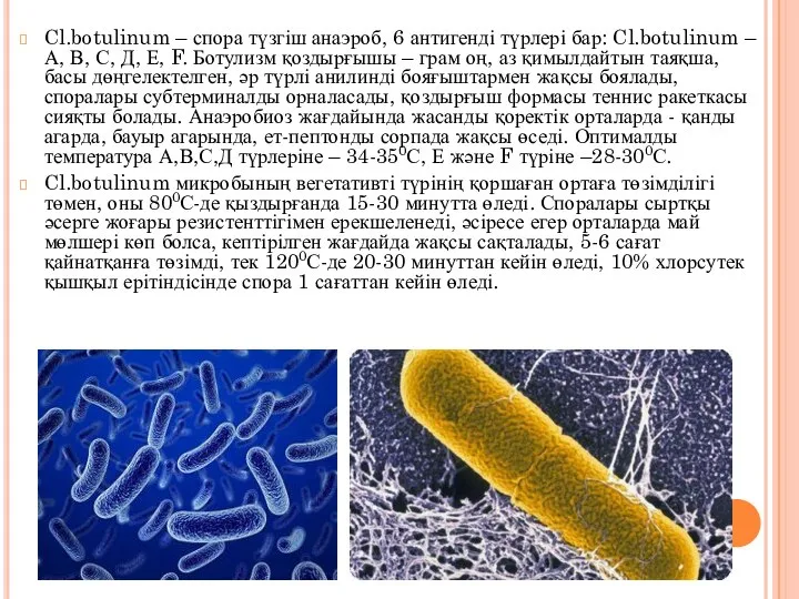 Cl.botulinum – спора түзгіш анаэроб, 6 антигенді түрлері бар: Cl.botulinum –