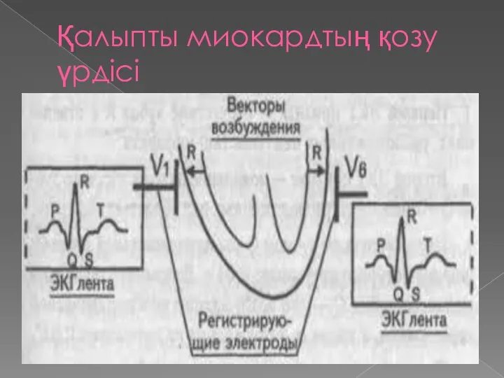 Қалыпты миокардтың қозу үрдісі