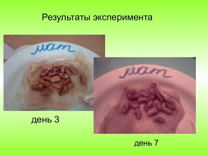 день 3 день 7 Результаты эксперимента