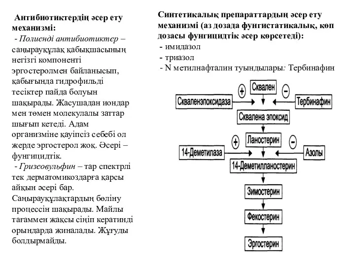 Синтетикалық препараттардың әсер ету механизмі (аз дозада фунгистатикалық, көп дозасы фунгицидтік