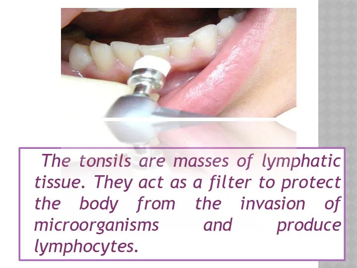 The tonsils are masses of lymphatic tissue. They act as a