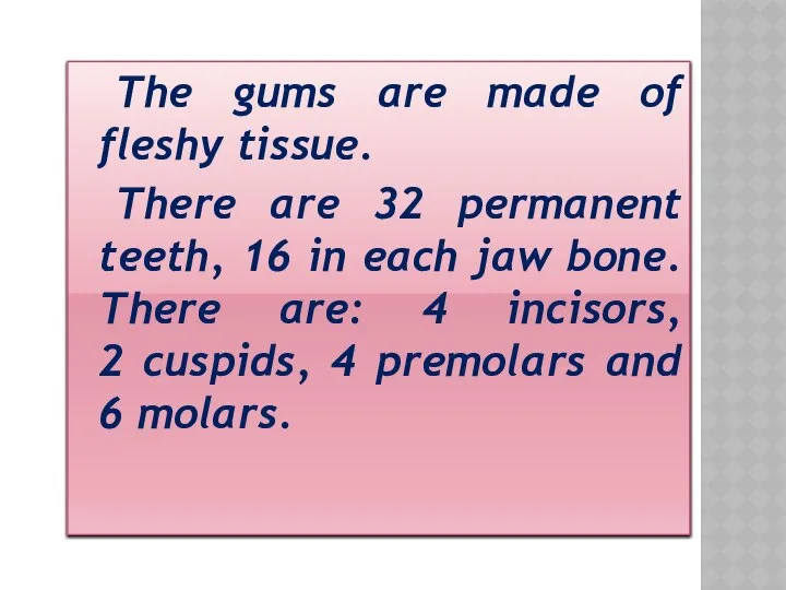 The gums are made of fleshy tissue. There are 32 permanent