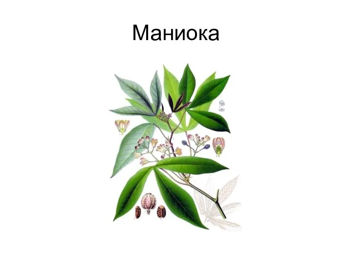 Маниока