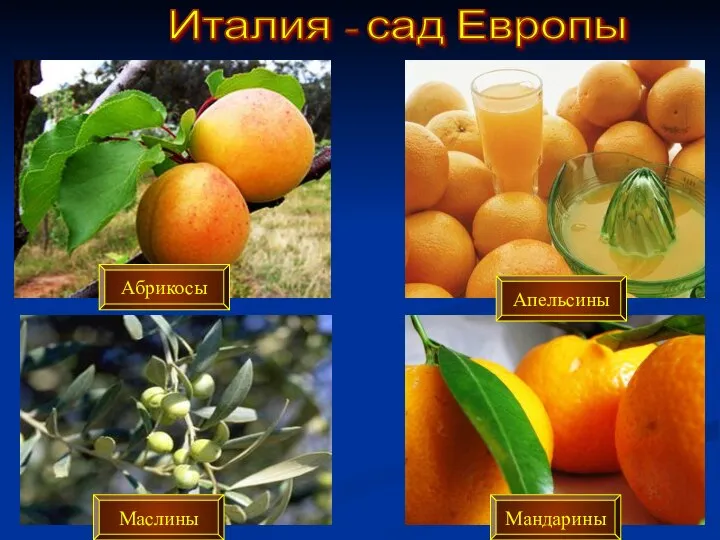 Италия - сад Европы Абрикосы Апельсины Маслины Мандарины