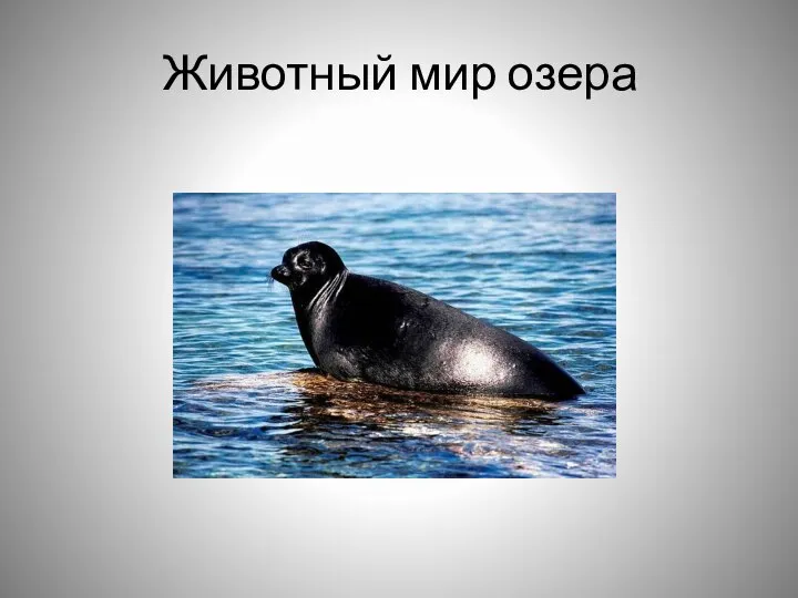 Животный мир озера