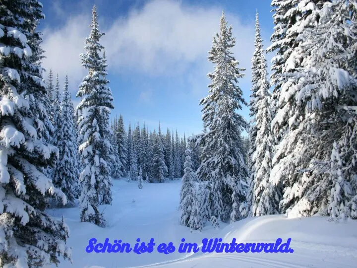 Schön ist es im Winterwald.