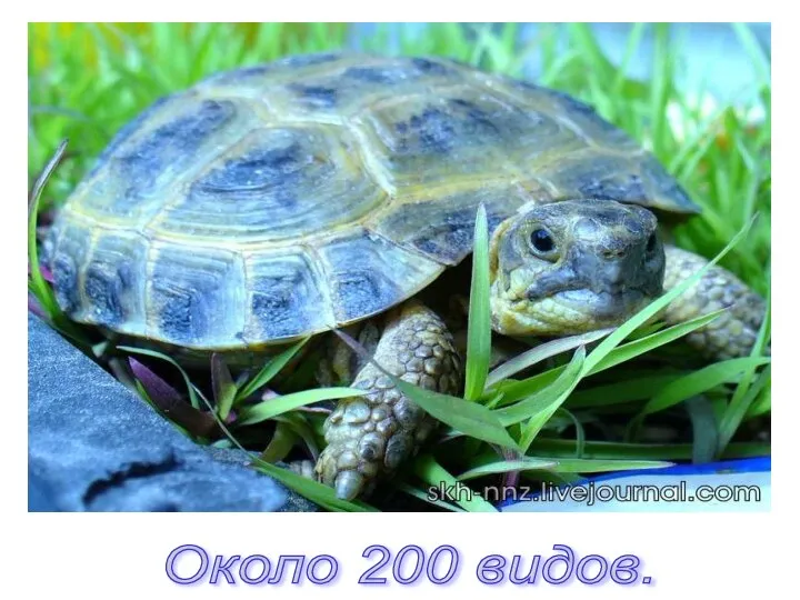 Около 200 видов.