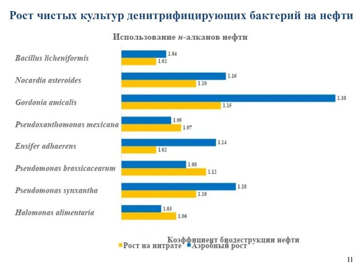 Рост чистых культур денитрифицирующих бактерий на нефти 11