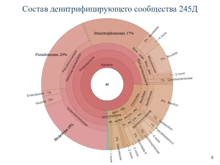 Состав денитрифицирующего сообщества 245Д 8 Escherichia 19%