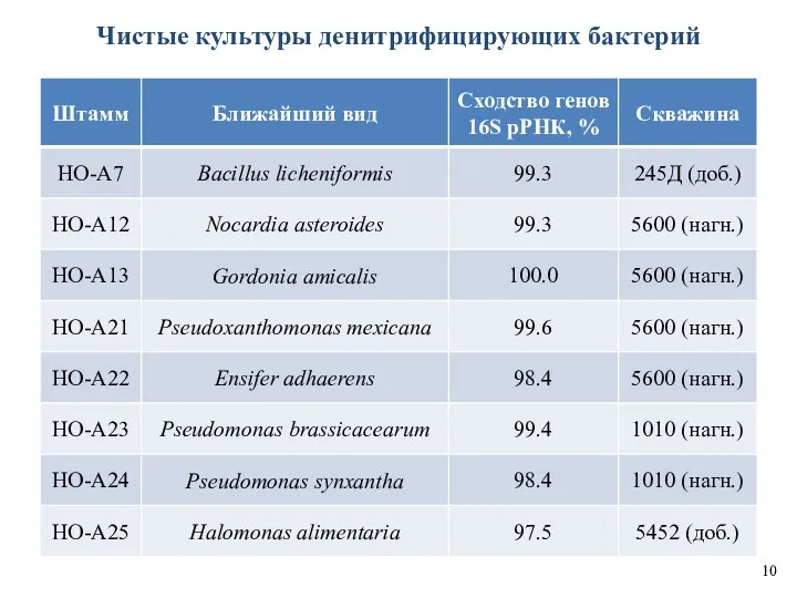 Чистые культуры денитрифицирующих бактерий 10