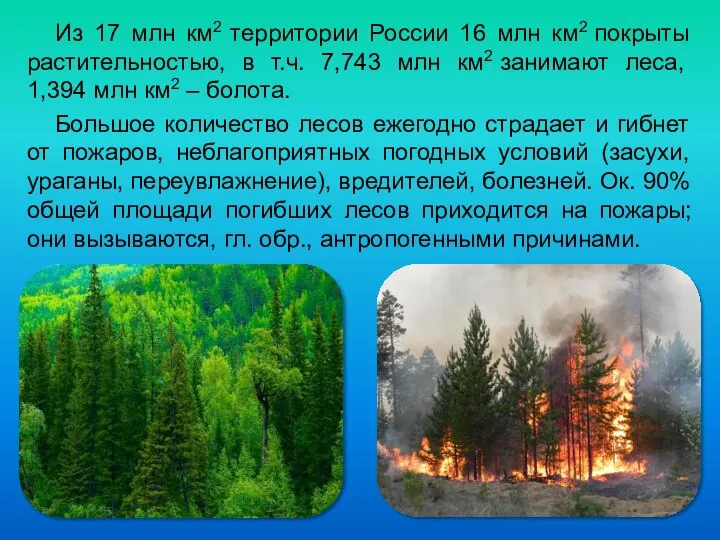 Из 17 млн км2 территории России 16 млн км2 покрыты растительностью,