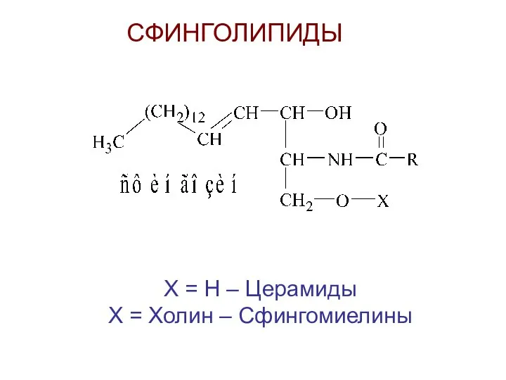 СФИНГОЛИПИДЫ X = H – Церамиды X = Холин – Сфингомиелины