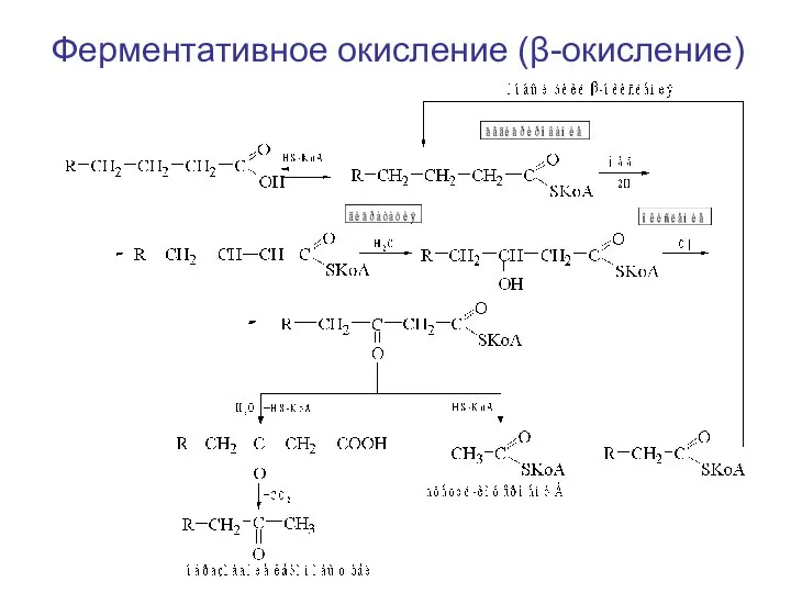 Ферментативное окисление (β-окисление)