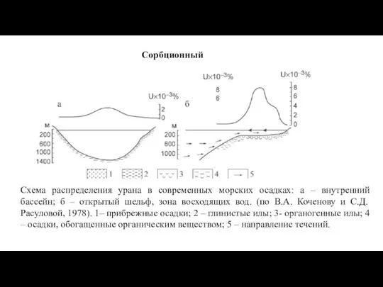 Сорбционный Схема распределения урана в современных морских осадках: а – внутренний