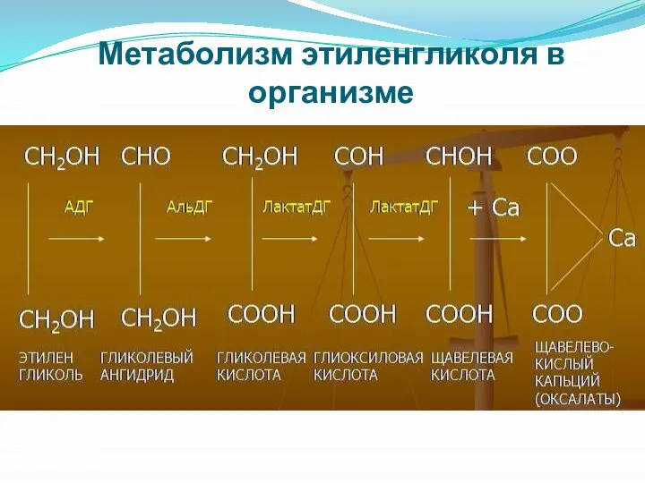 Метаболизм этиленгликоля в организме