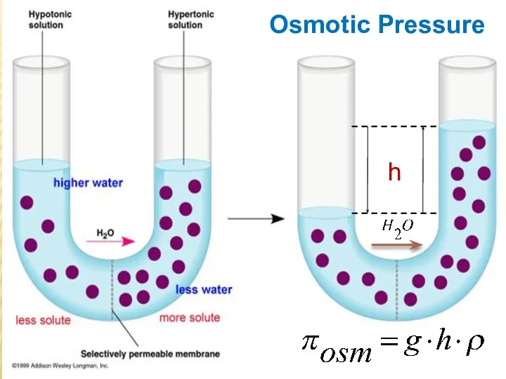 Osmotic Pressure h