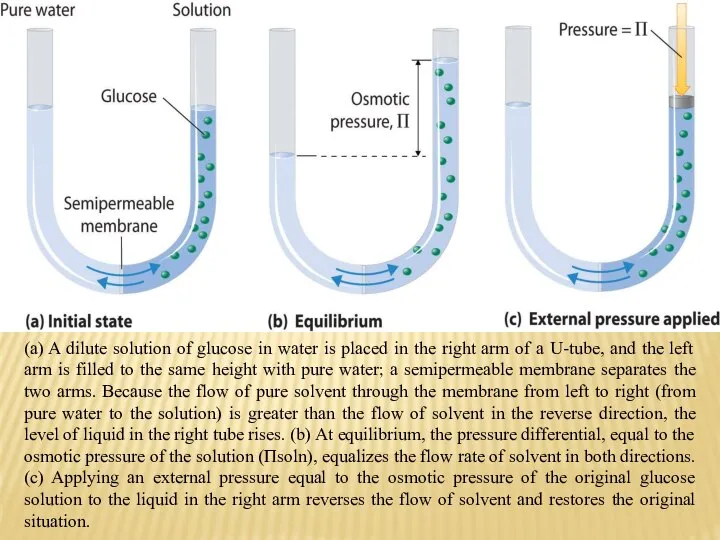 (a) A dilute solution of glucose in water is placed in