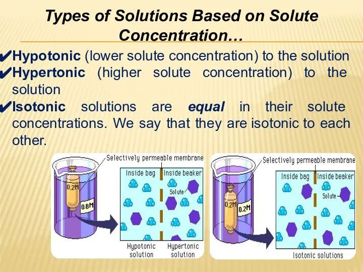 Types of Solutions Based on Solute Concentration… Hypotonic (lower solute concentration)