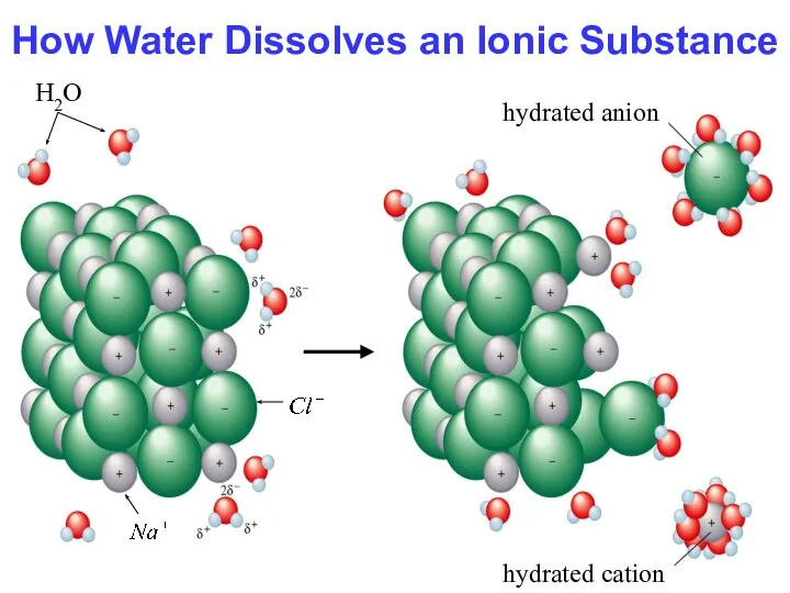 How Water Dissolves an Ionic Substance H2O hydrated cation hydrated anion