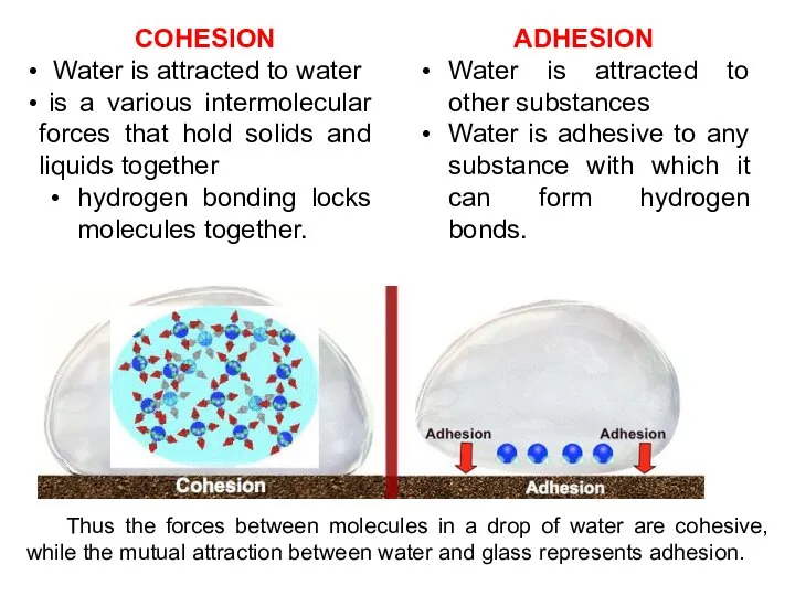 COHESION Water is attracted to water is a various intermolecular forces