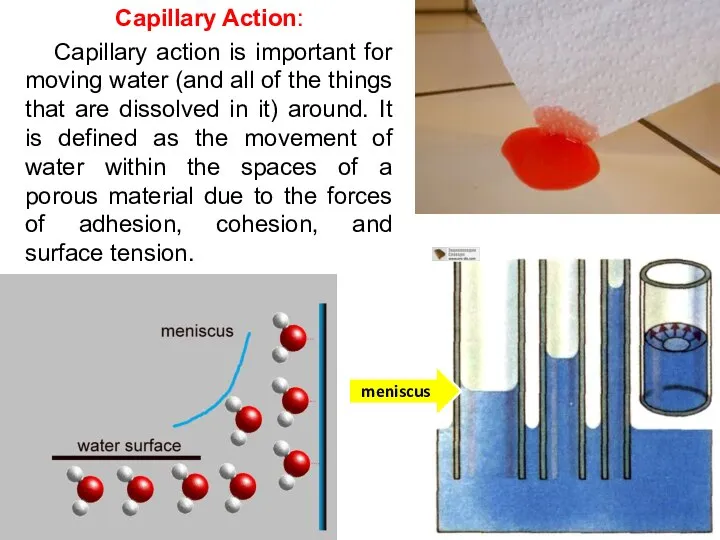 Capillary Action: Capillary action is important for moving water (and all