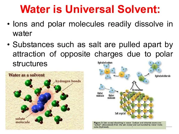 Water is Universal Solvent: Ions and polar molecules readily dissolve in