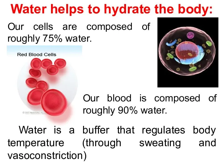 Water is a buffer that regulates body temperature (through sweating and