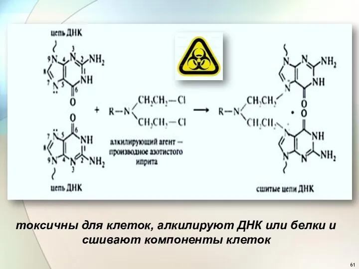 токсичны для клеток, алкилируют ДНК или белки и сшивают компоненты клеток