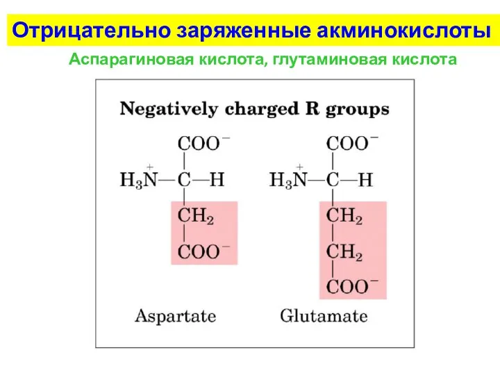 Отрицательно заряженные акминокислоты Аспарагиновая кислота, глутаминовая кислота