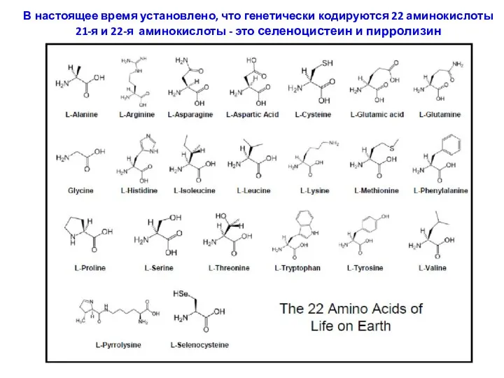 В настоящее время установлено, что генетически кодируются 22 аминокислоты 21-я и