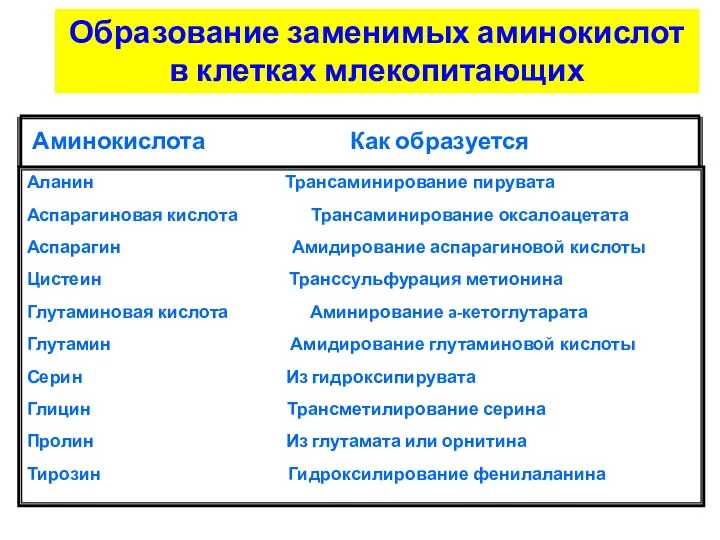 Образование заменимых аминокислот в клетках млекопитающих Аминокислота Как образуется Аланин Трансаминирование