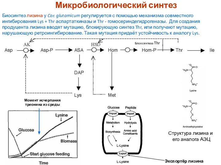 Микробиологический синтез Биосинтез лизина у Cor. glutamicum регулируется с помощью механизма