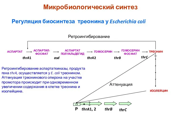 АСПАРТАТ ИЗОЛЕЙЦИН Регуляция биосинтеза треонина у Escherichia coli Ретроингибирование thrA1, 2