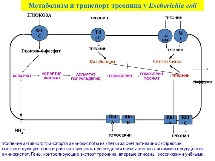 Диффузия Метаболизм и транспорт треонина у Escherichia coli ТРЕОНИН Усиление активного