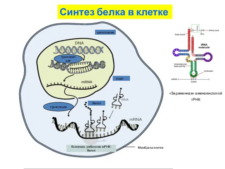 Синтез белка в клетке белок Мембрана клетки трансляция транскрипция Комплекс рибосома-мРНК-