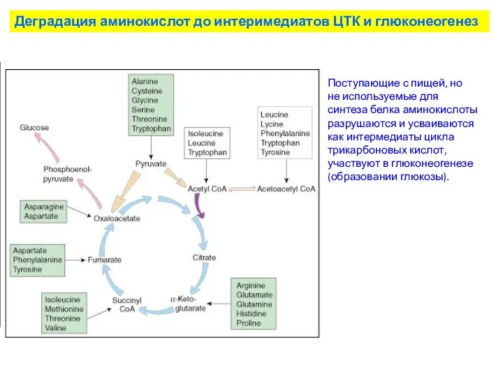 Деградация аминокислот до интеримедиатов ЦТК и глюконеогенез Поступающие с пищей, но