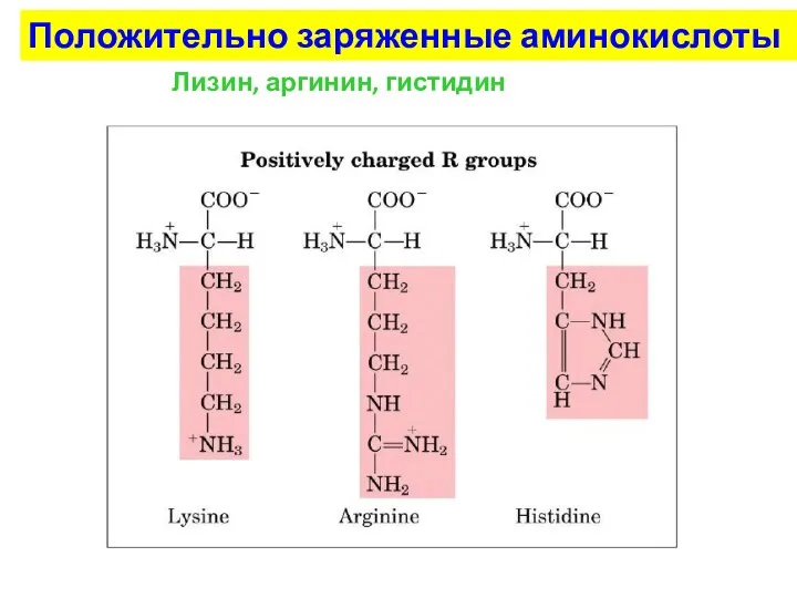 Положительно заряженные аминокислоты Лизин, аргинин, гистидин