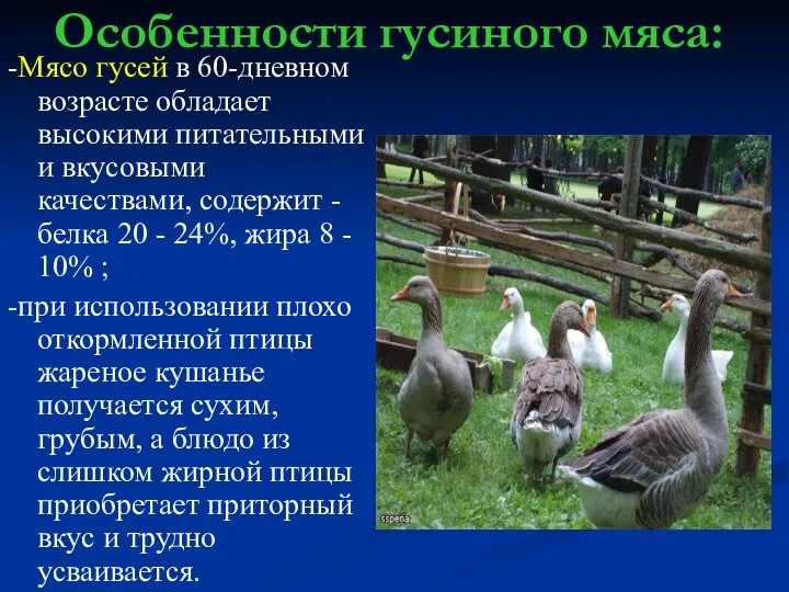 Особенности гусиного мяса: -Мясо гусей в 60-дневном возрасте обладает высокими питательными