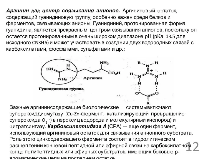 Аргинин как центр связывания анионов. Аргининовый остаток, содержащий гуанидиновую группу, особенно