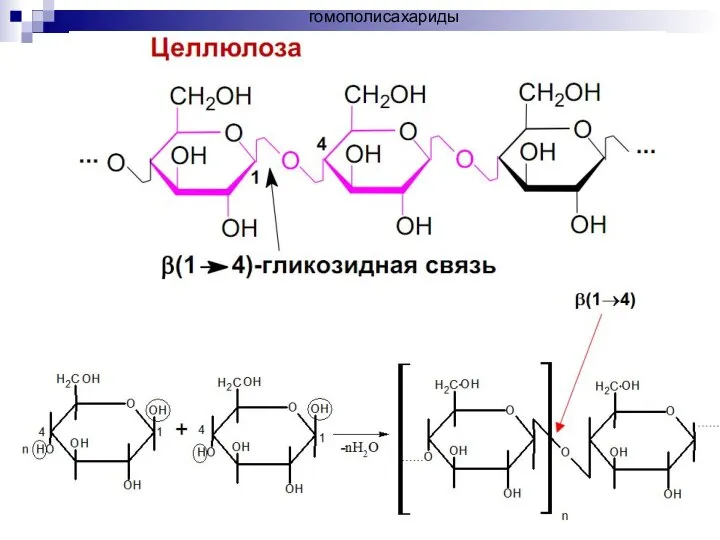 гомополисахариды