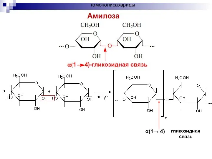 α(1→ 4) гликозидная связь гомополисахариды