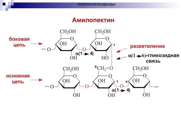гомополисахариды