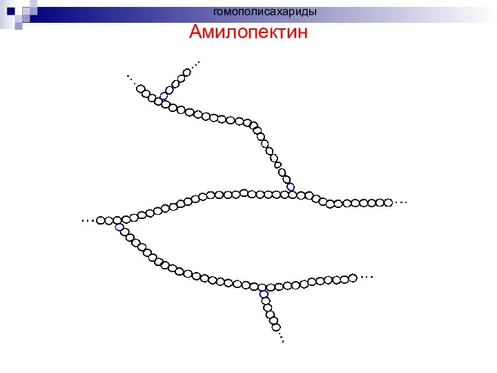 Амилопектин гомополисахариды