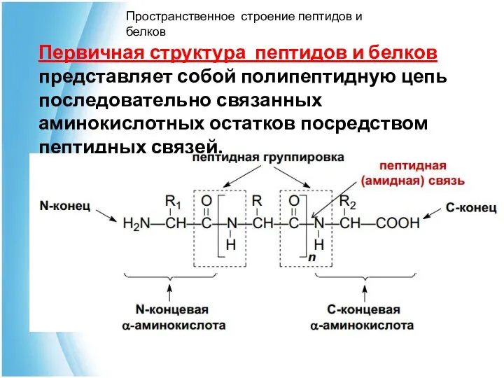 Пространственное строение пептидов и белков Первичная структура пептидов и белков представляет