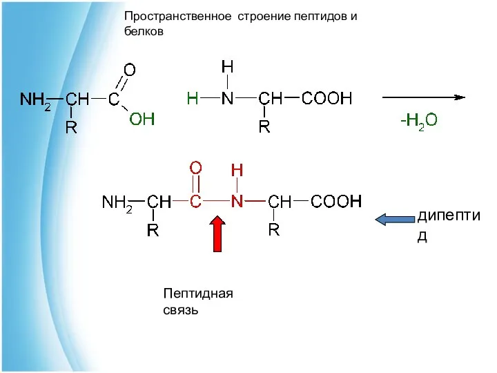 Пептидная связь дипептид Пространственное строение пептидов и белков