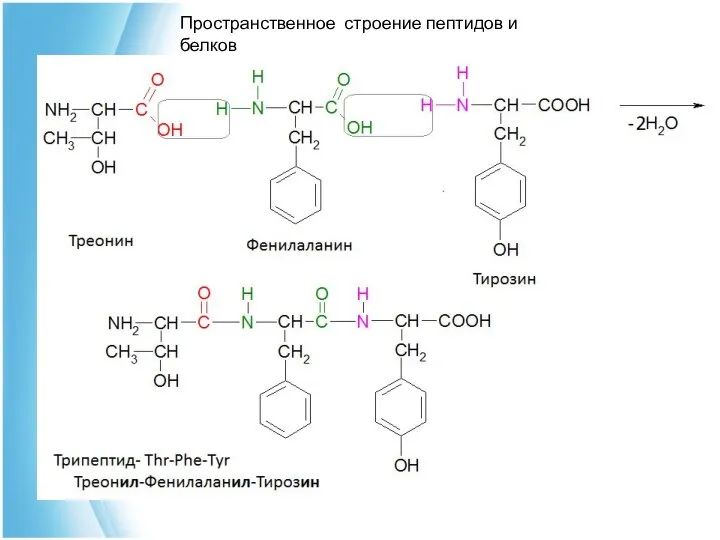 Пространственное строение пептидов и белков