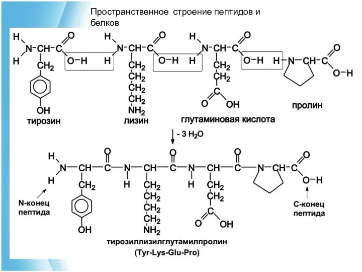 Пространственное строение пептидов и белков