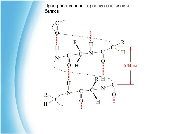 Пространственное строение пептидов и белков