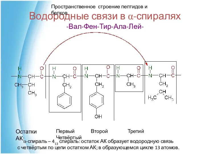 Водородные связи в α-спиралях -Вал-Фен-Тир-Ала-Лей- Первый Второй Третий Четвёртый Остатки АК: